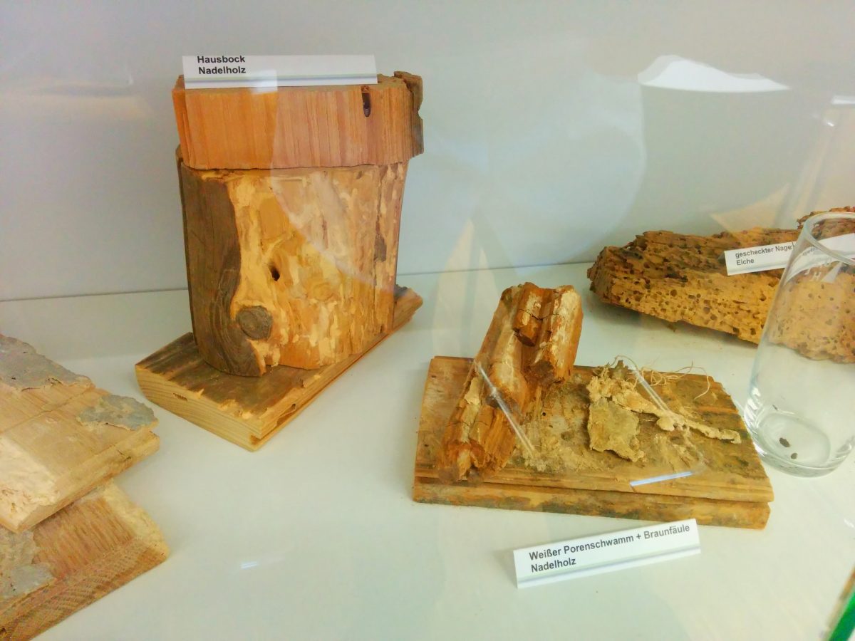 Holzschädlinge und Braunfäule